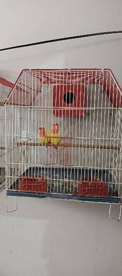 Lovebird and Blue pasnata piar with cage.