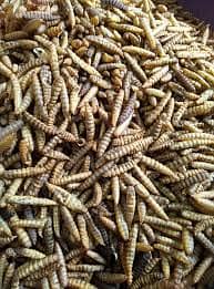 Baby, Adult, & Sun-Dried BSF Larvae - High-Quality Feed Options Avail 1