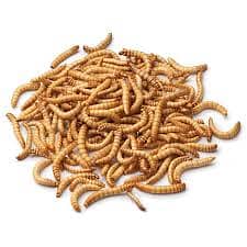 Baby, Adult, & Sun-Dried BSF Larvae - High-Quality Feed Options Avail 4