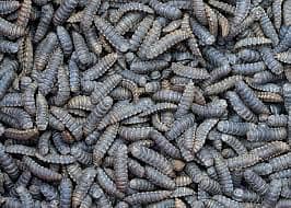 Baby, Adult, & Sun-Dried BSF Larvae - High-Quality Feed Options Avail 10