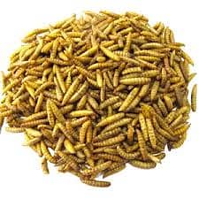 Baby, Adult, & Sun-Dried BSF Larvae - High-Quality Feed Options Avail 11