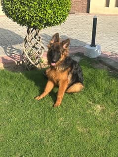 German Shepherd Original Breed 0