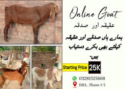 bakra || bakri || goat || بکرے || for sale