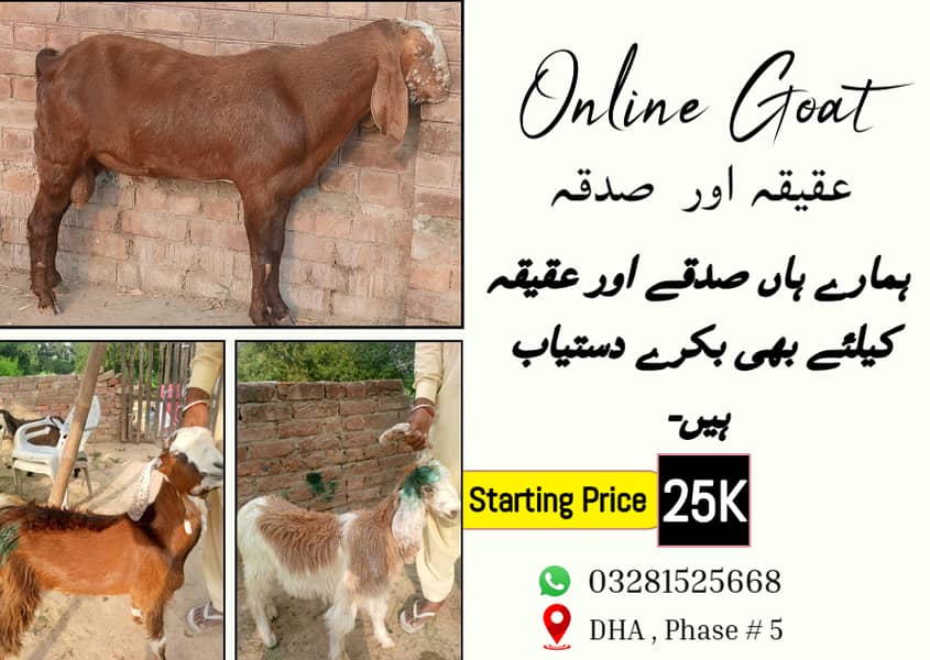 bakra || bakri || goat || بکرے || for sale 3