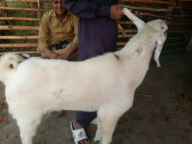 bakra || bakri || goat || بکرے || for sale 10