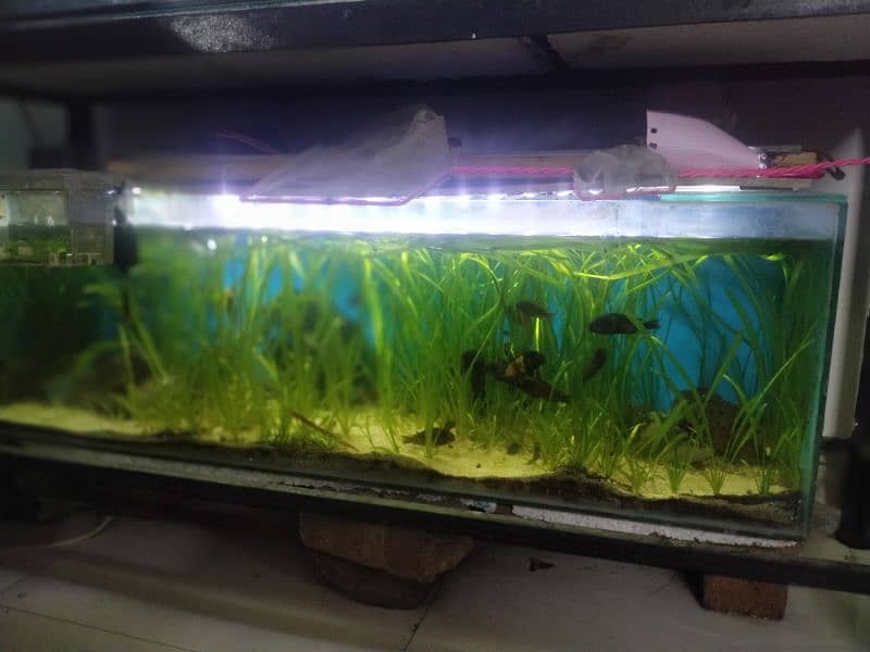 4 feet aquarium 0