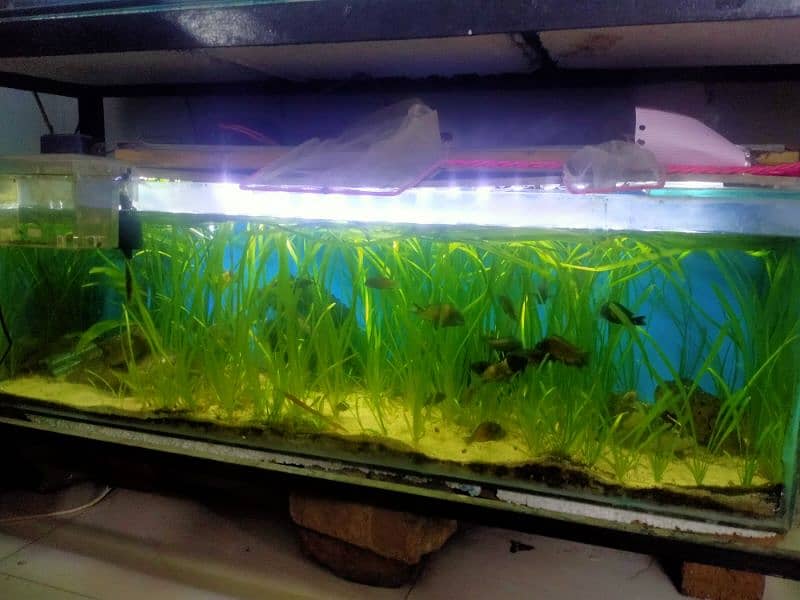 4 feet aquarium 2