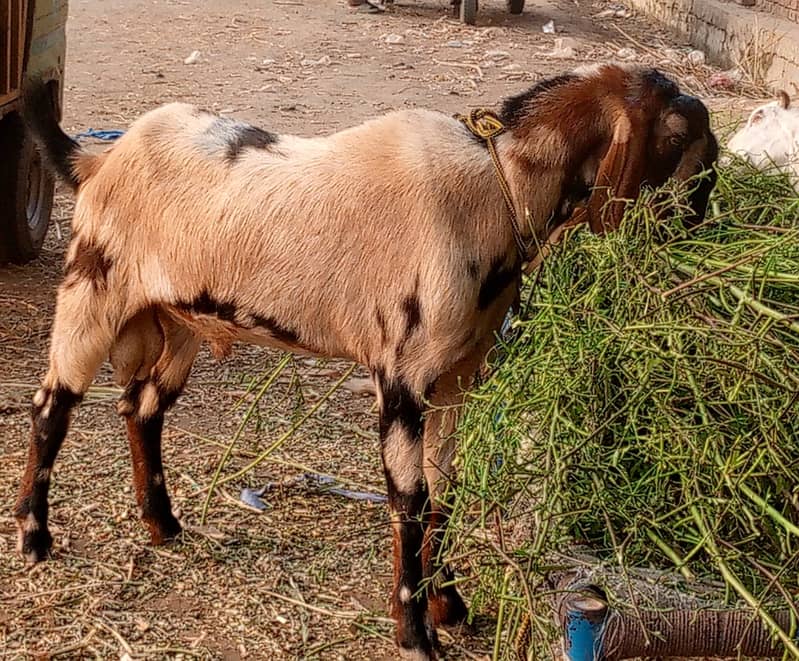 bakra || bakri || goat || بکرے || for sale 10