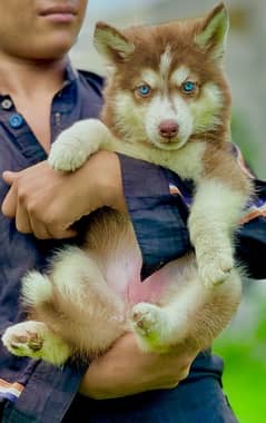 SIBERIAN HUSKY long coat pedigree puppy