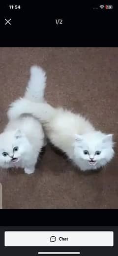 Persian Cat for sale my WhatsApp number 03276330466 0