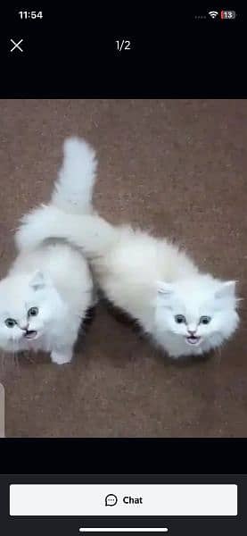 Persian Cat for sale my WhatsApp number 03276330466 0