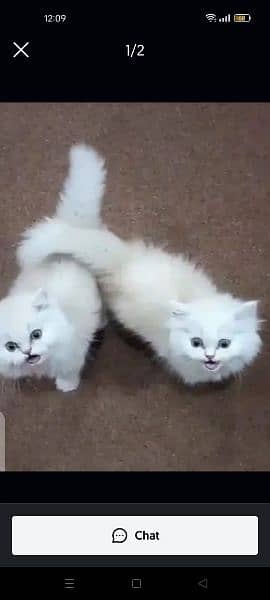 Persian Cat for sale my WhatsApp number 03276330466 1