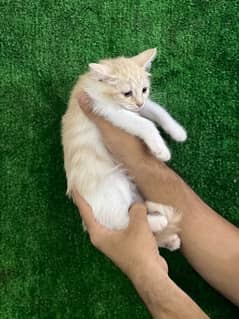 female Persian kitten for sale