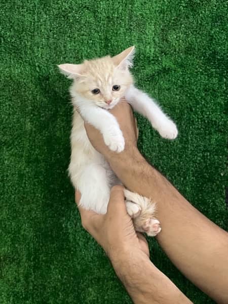 female Persian kitten for sale 1