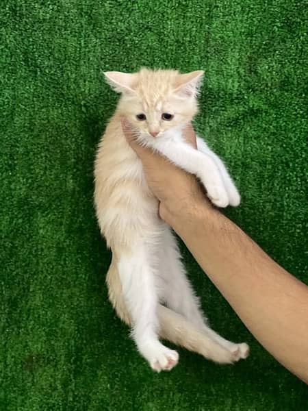 female Persian kitten for sale 2