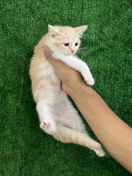 female Persian kitten for sale 3