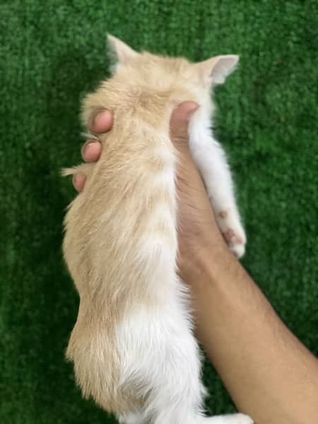 female Persian kitten for sale 4