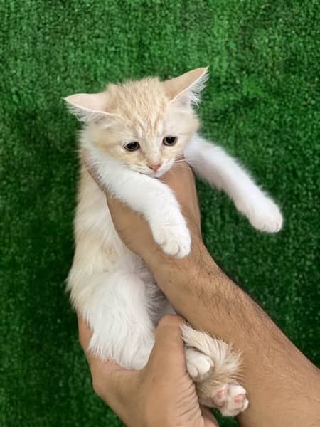 female Persian kitten for sale 5