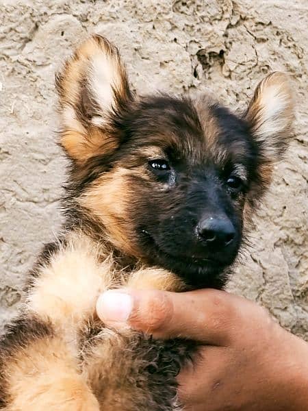 German Shepherd pupps 0