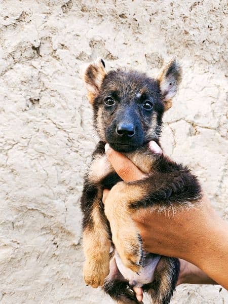 German Shepherd pupps 1