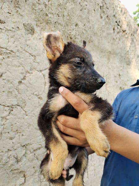 German Shepherd pupps 2