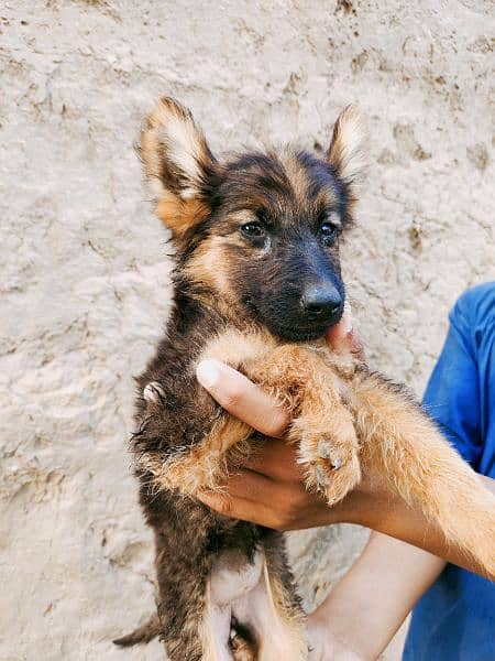 German Shepherd pupps 3