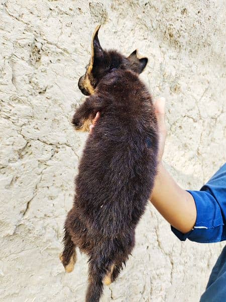 German Shepherd pupps 4