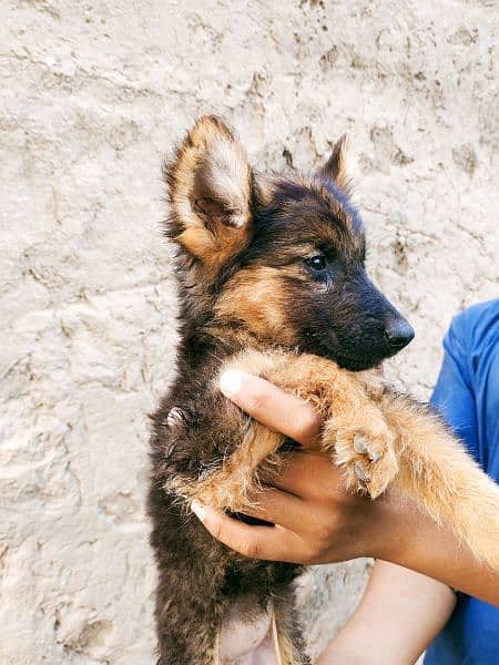 German Shepherd pupps 5