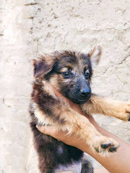 German Shepherd pupps 7