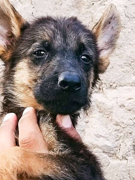 German Shepherd pupps 8