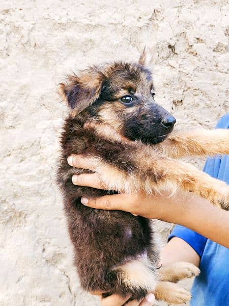 German Shepherd pupps 10