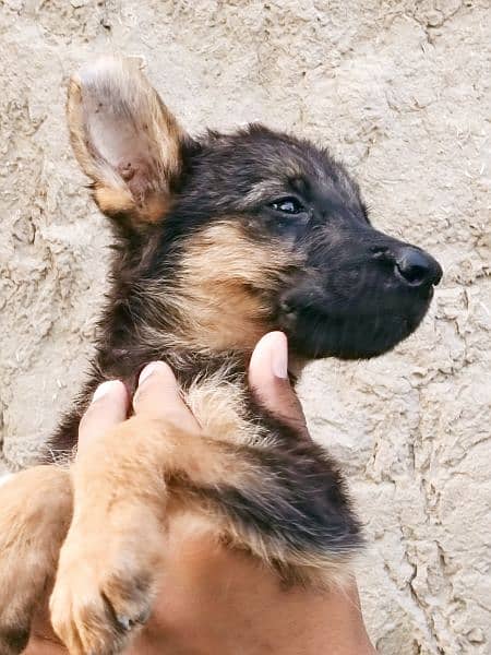 German Shepherd pupps 11