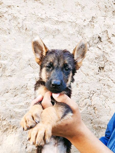 German Shepherd pupps 12