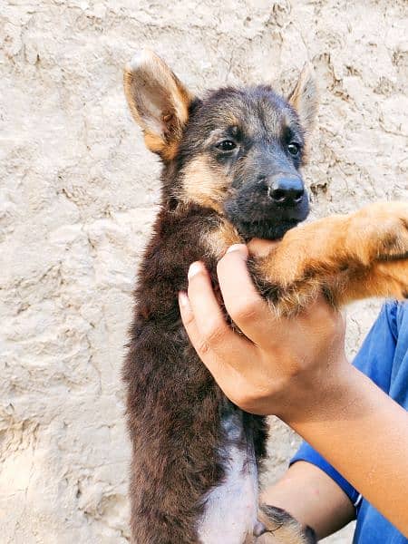 German Shepherd pupps 13