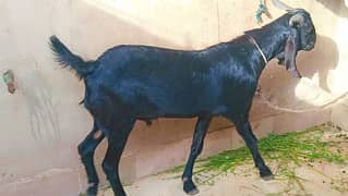 2 daant khassi Jet Black Bakra