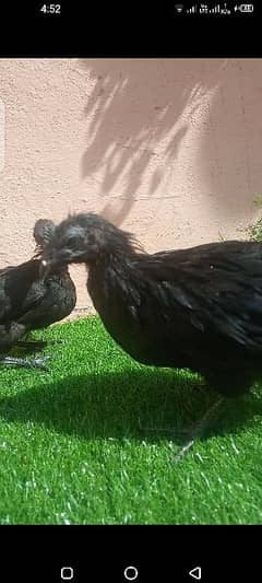 ayam cemani avialble