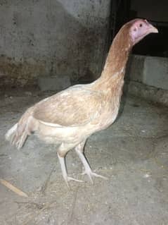 pure assel female hai egg laying karahi hai full healthy and active 0