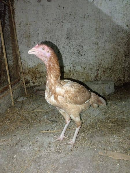 pure assel female hai egg laying karahi hai full healthy and active 1