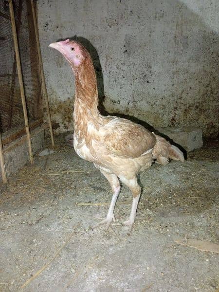 pure assel female hai egg laying karahi hai full healthy and active 2