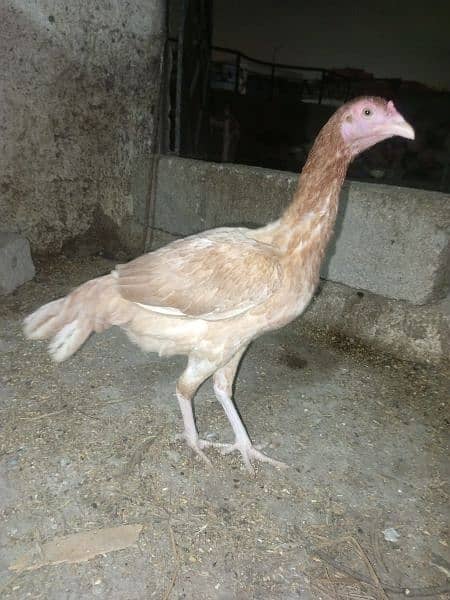 pure assel female hai egg laying karahi hai full healthy and active 3