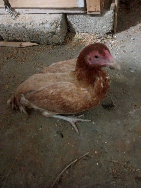 pure assel female hai egg laying karahi hai full healthy and active 4