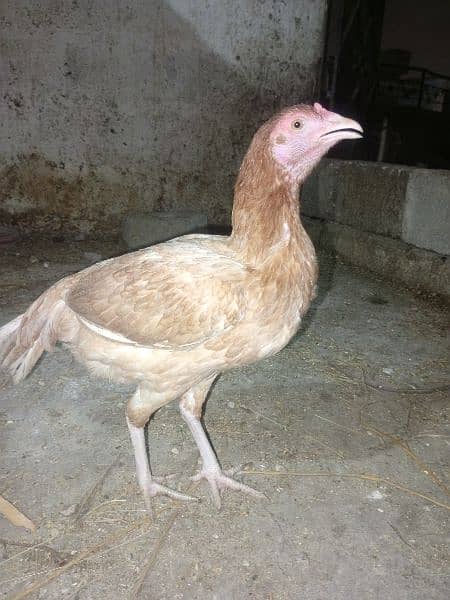 pure assel female hai egg laying karahi hai full healthy and active 5