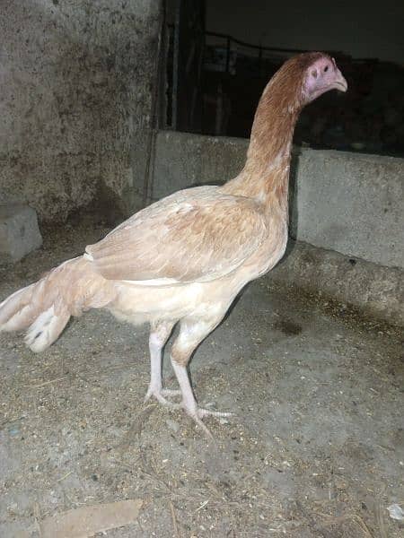 pure assel female hai egg laying karahi hai full healthy and active 6