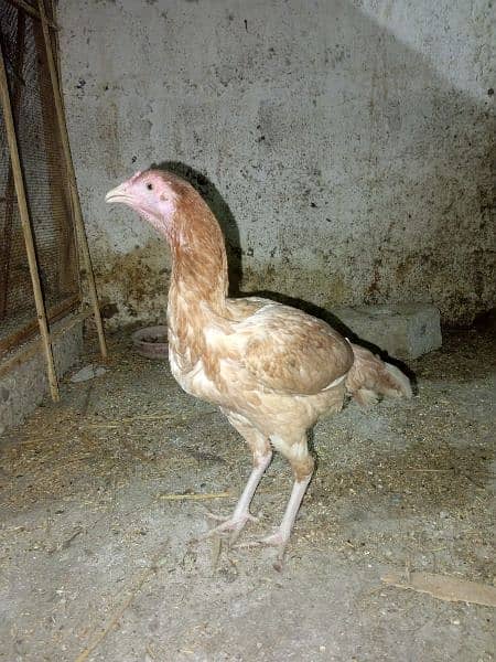 pure assel female hai egg laying karahi hai full healthy and active 7