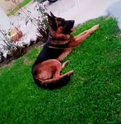 for sale German shepherd