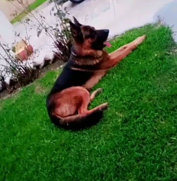 for sale German shepherd 0