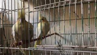 Australian white cocktail parrotss breeding pair for sell available