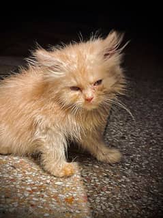 brown kitten with brown eyes 2 month age