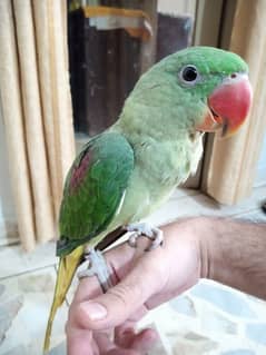 Handtame Kashmiri Raw Pahari Parrot Female Call 03362838259