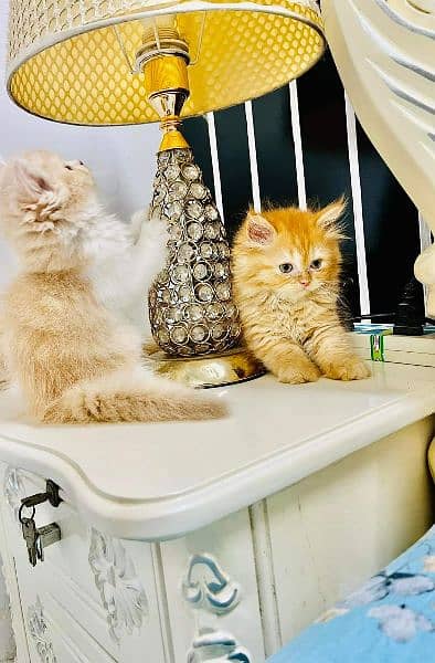 Persian Cats Available 03207679060 Whattsapp Contact me 5